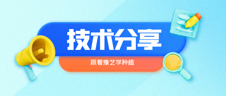 秋大棚辣椒、番茄育苗關鍵技術分享